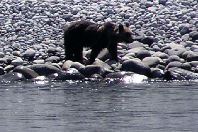 【北海道・知床・クルーズ】世界でも希少!クマを観察できるベアウォッチングコース