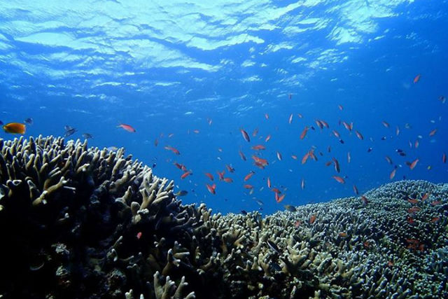 【石垣島・ダイビング】海人のガイドでとっておきのダイビング体験(2ダイブ) 【石垣島・ダイビング】海人のガイドでとっておきのダイビング体験(2ダイブ)