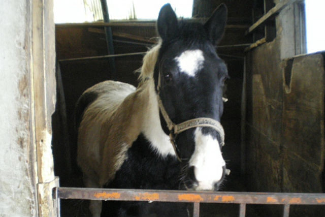 【北海道・北広島市・乗馬体験】札幌から近い牧場で、体験乗馬を楽しもう!