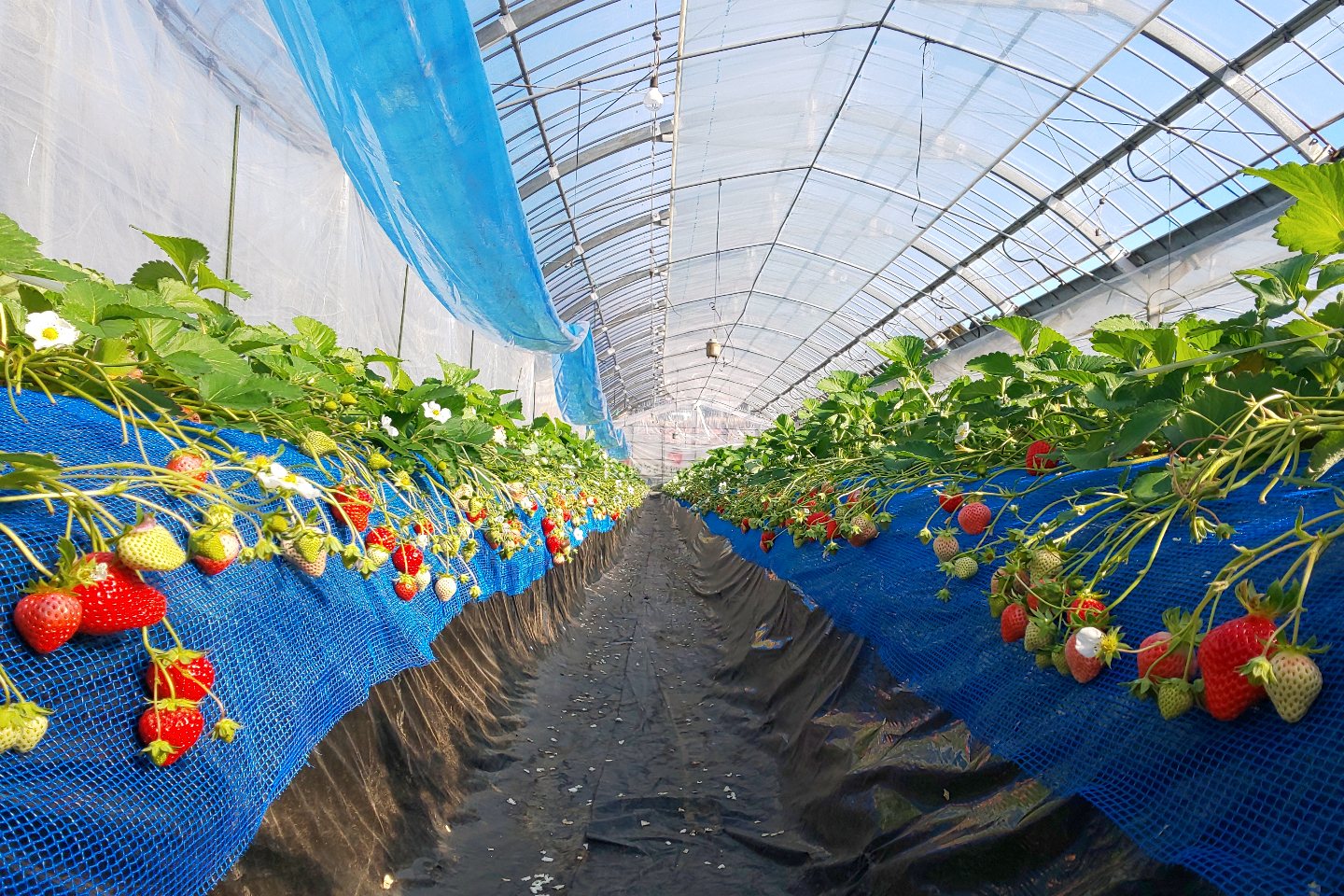 【熊本・南阿蘇・時間無制限★いちご狩り】土耕栽培で作った採れたていちごを堪能!紅ほっぺとゆうべにと恋みのりとスターナイトの食べ比べ♪ 【熊本・南阿蘇・時間無制限★いちご狩り】土耕栽培で作った採れたていちごを堪能!紅ほっぺとゆうべにと恋みのりとスターナイトの食べ比べ♪