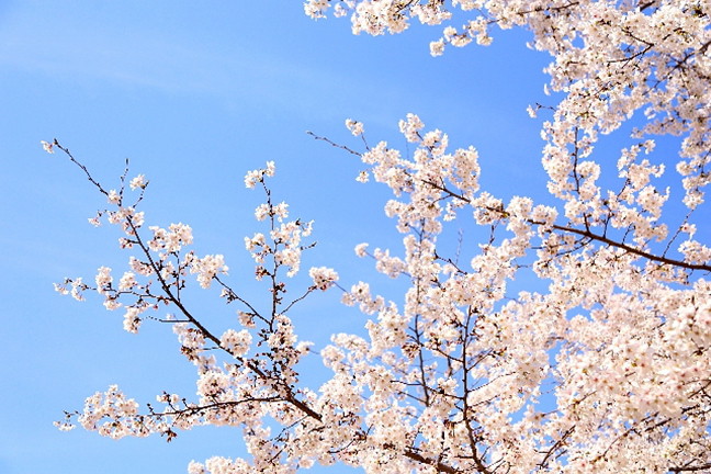 お花見の画像