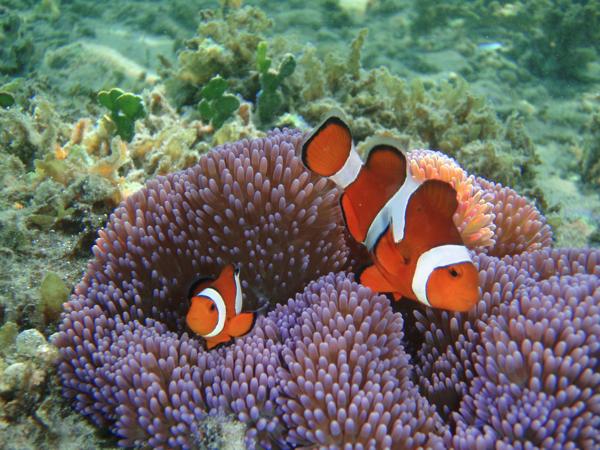 【半日・午前or午後・小浜島発着】幻の島&お魚畑シュノーケリング 写真6
