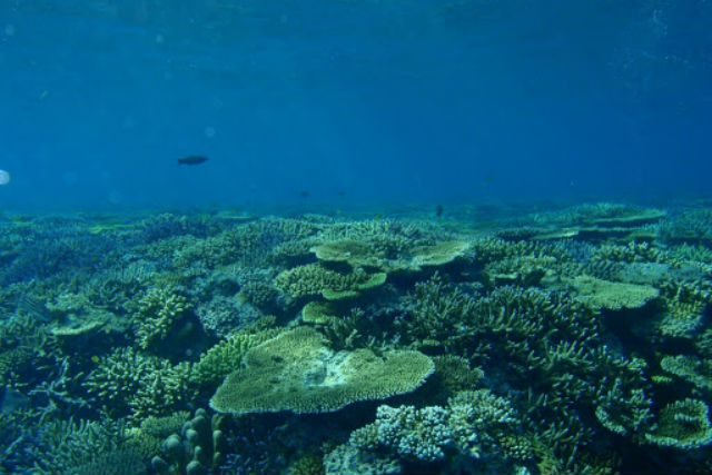 【石垣島発着・シュノーケリング・半日・午前】幻の島&美ら海シュノーケル 写真5