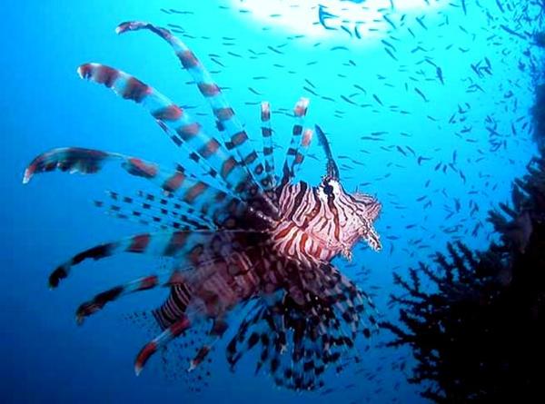 竹富島行乗船券付き！【半日・午前or午後】4歳からOK！気軽に幻の島上陸＆石西礁湖シュノーケル 写真2