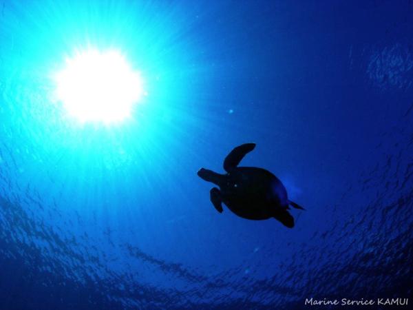 竹富島行乗船券付き！【半日・午前or午後】4歳からOK！気軽に幻の島上陸＆石西礁湖シュノーケル 写真3