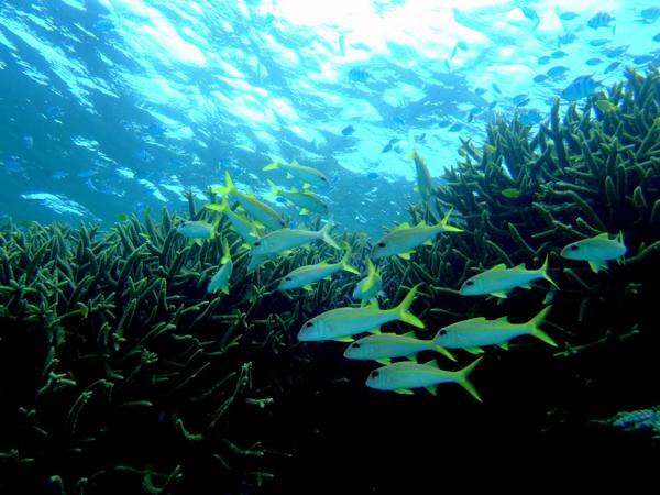 竹富島行乗船券付き！【半日・午前or午後】4歳からOK！気軽に幻の島上陸＆石西礁湖シュノーケル 写真4