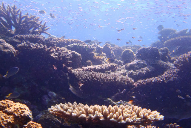 【半日】沖縄で人気のスポット★青の洞窟&星の砂浜+荒川の滝 写真3