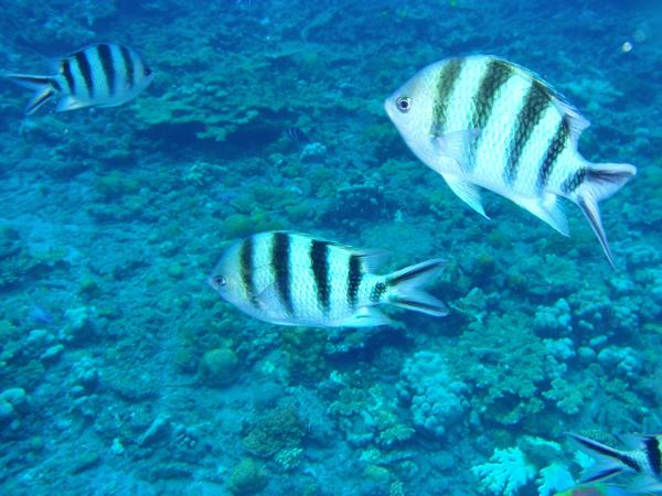 【半日・午前or午後】小笠原の海の魅力を満喫！スノーケリング体験☆ 写真5