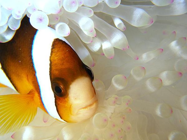 【沖縄・恩納村・ファンダイビング】ボートから、魅惑の海へ！ボートファンダイビング 写真4