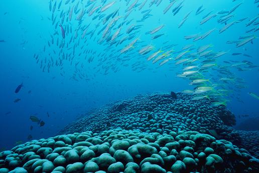 【奄美大島・ファンダイビング】オススメポイントへご案内！2ボートファンダイビング！ 写真4