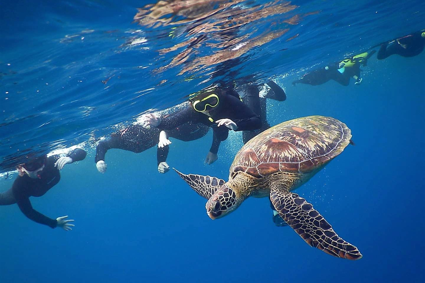 沖縄 ウミガメ ツアー の遊び 体験 アソビュー
