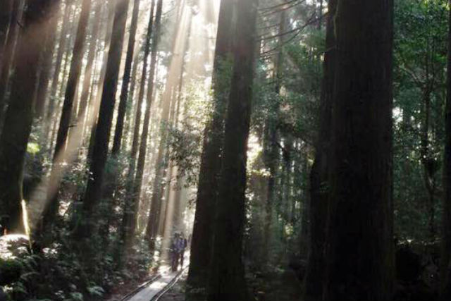 【屋久島・トレッキング】圧巻の樹齢7,200年の迫力！日帰り縄文杉ツアー 写真7