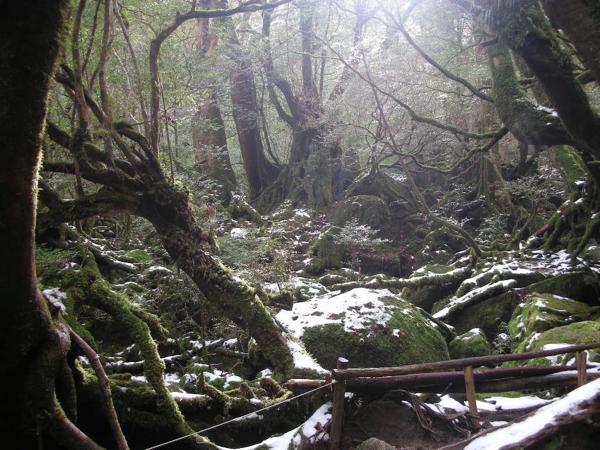 【期間限定ポイント10%還元！屋久島・トレッキング】映画の舞台になった「苔むす森」を巡る！白谷雲水峡ツアー 写真7