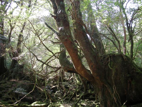 【期間限定ポイント10%還元！屋久島・トレッキング】苔むす森から太鼓岩へ！充実の白谷雲水峡ツアー 写真3