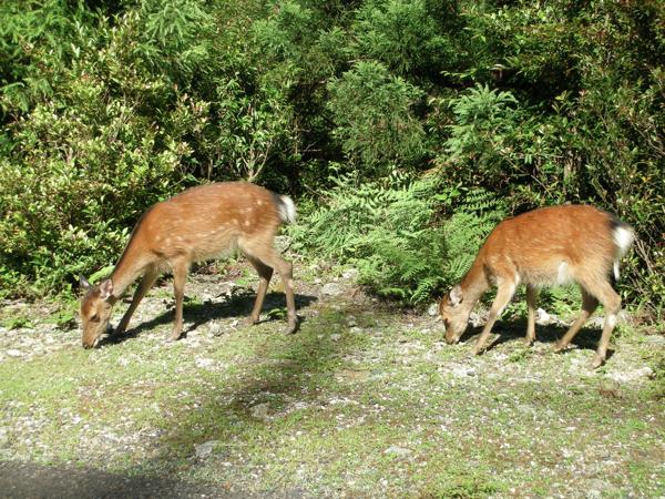 【期間限定ポイント10%還元！屋久島・トレッキング】苔むす森から太鼓岩へ！充実の白谷雲水峡ツアー 写真4