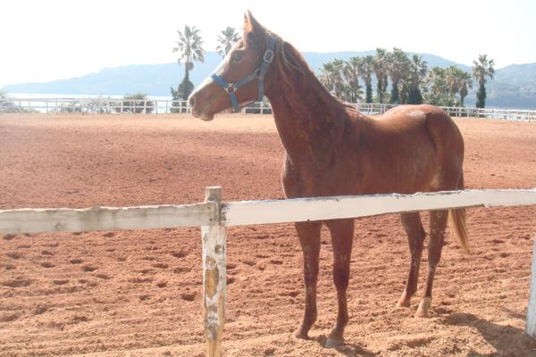 シービューランチ 5枚目