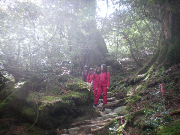 【1日・白谷雲水峡】苔が生み出す、美しいモスグリーントレッキング！ 写真2