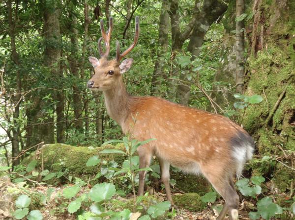 【1日・白谷雲水峡】苔が生み出す、美しいモスグリーントレッキング！ 写真3