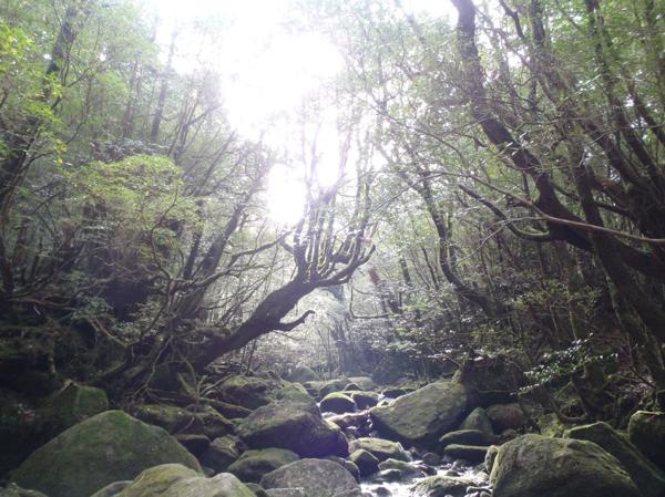 【半日・白谷雲水峡】苔むす森を見に行こう★屋久島トレッキング！ 写真2