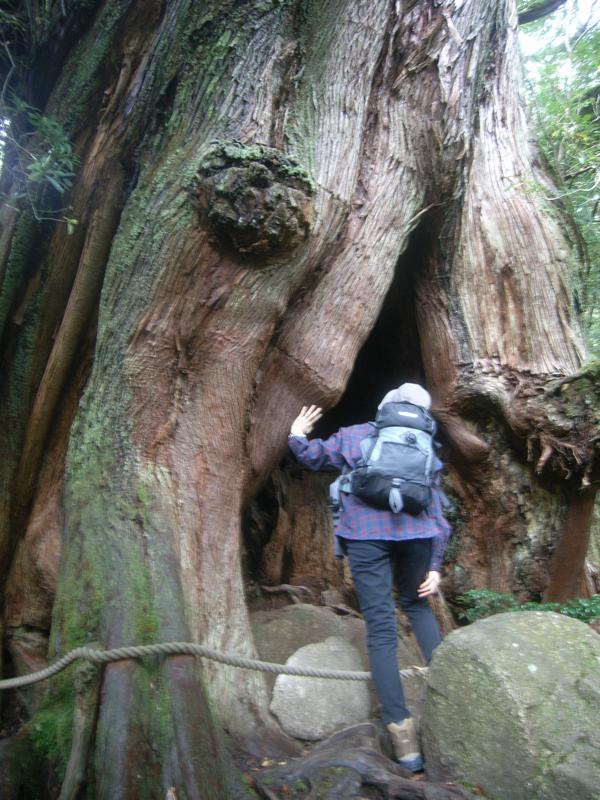 【半日・白谷雲水峡】苔むす森を見に行こう★屋久島トレッキング！ 写真3