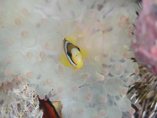 【体験・2時間】黒潮に恵まれた柏島！初心者の方はこのプランから☆ 写真8