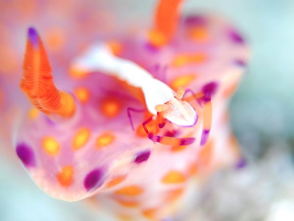 【体験・2時間】黒潮に恵まれた柏島！初心者の方はこのプランから☆ 写真7