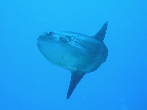 【伊豆・ファンダイビング】伊豆の珍しい生き物をご紹介！1ビーチダイビング★写真プレゼント 写真4