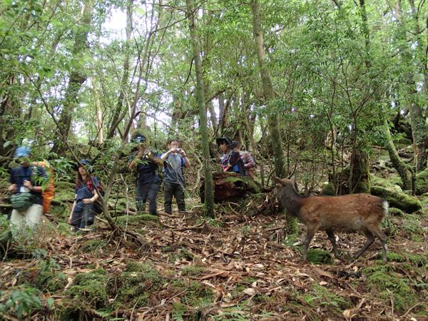 【難易度★☆☆】美しい緑の世界！苔むす森をトレッキング・白谷雲水峡 写真2