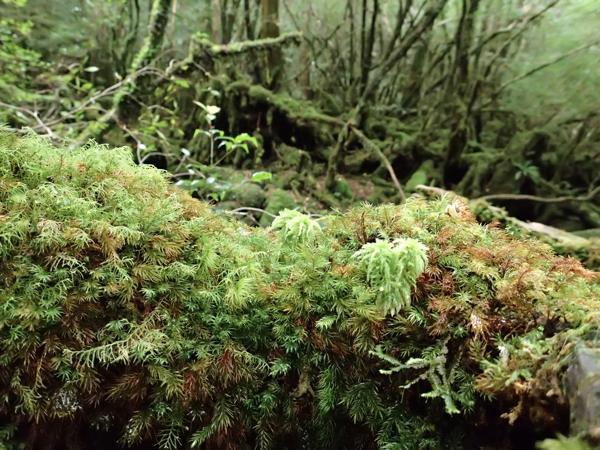 【難易度★☆☆】美しい緑の世界！苔むす森をトレッキング・白谷雲水峡 写真3