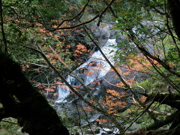 【難易度★☆☆】美しい緑の世界！苔むす森をトレッキング・白谷雲水峡 写真4