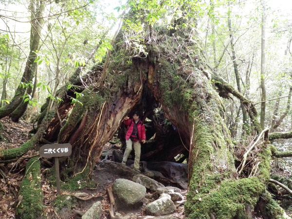 【難易度★☆☆】美しい緑の世界！苔むす森をトレッキング・白谷雲水峡 写真5