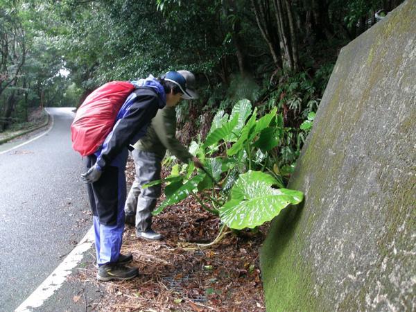 【難易度★☆☆】世界遺産の森！西部照葉樹林・トレッキング 写真2