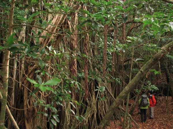 【難易度★☆☆】世界遺産の森！西部照葉樹林・トレッキング 写真3