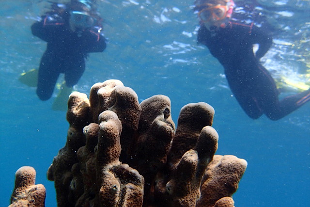 【半日】色あざやかな屋久島の海を覗こう！気軽にシュノーケリング体験 写真6