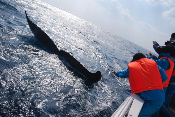 沖縄・北部でクジラを見よう！ホエールウォッチング◆昨シーズンクジラ遭遇率100% 写真7
