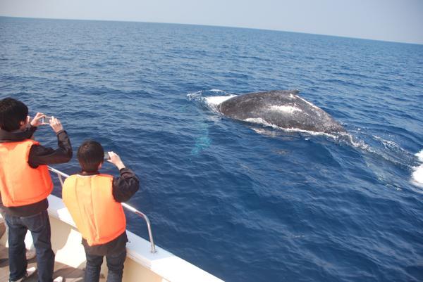 沖縄・北部でクジラを見よう！ホエールウォッチング◆昨シーズンクジラ遭遇率100% 写真6