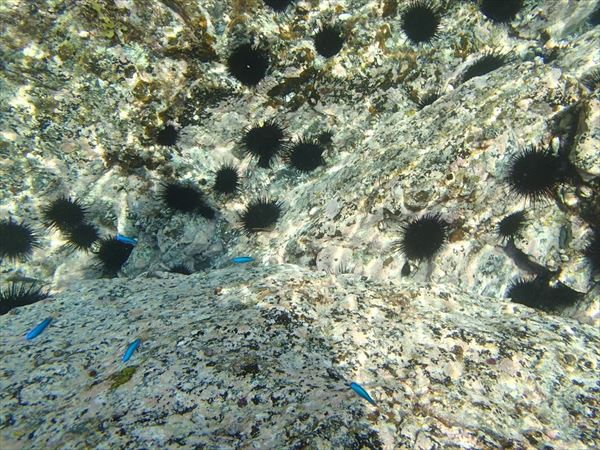 徳島・シーカヤック・洞窟探索プラン（経験者向け・一日コース） 写真6