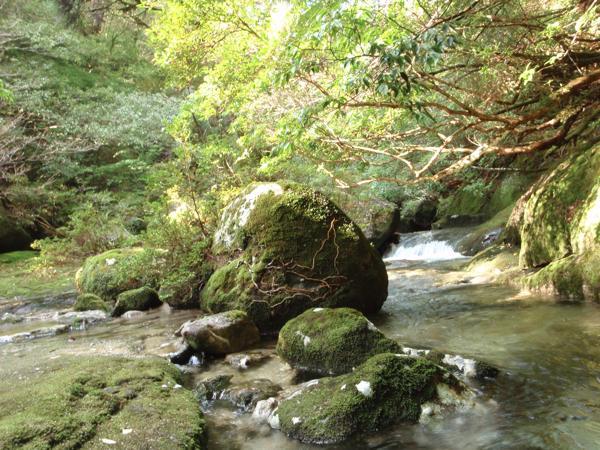 【屋久島・リカーカヤック・トレッキング】白谷雲水峡など選べる魅力的な3つのコース（1日コース） 写真2