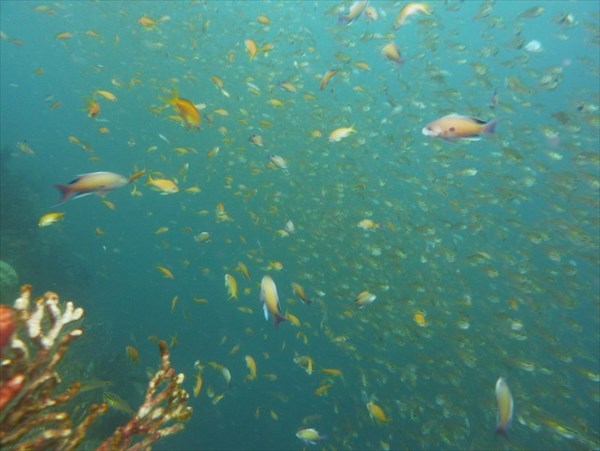 【PADI・オープンウォーターダイバー】ダイビング発祥の地でライセンス取得を目指そう！★ 写真2