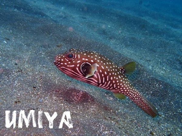 【PADI・オープンウォーターダイバー】ダイビング発祥の地でライセンス取得を目指そう！★ 写真3