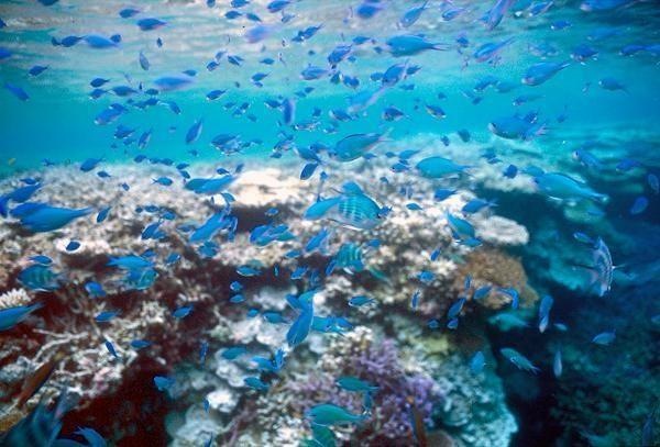 【石垣島・シュノーケリング・1日+フィッシング付き】パナリ島での極上のひと時を！ 写真5