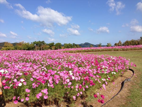 【半日・約3時間】潮風感じる、小鳴門海峡ウチノ海周辺半日カヤック＆バイクツアー 写真6