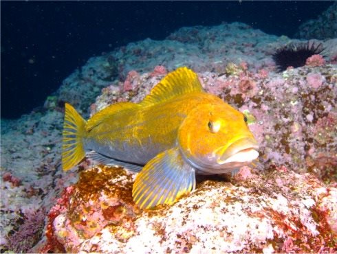 【北海道・積丹・札幌・ダイビング】「海中公園」でスキューバダイビング♪ 「シャコタンブルー」をお楽しみください。 写真5