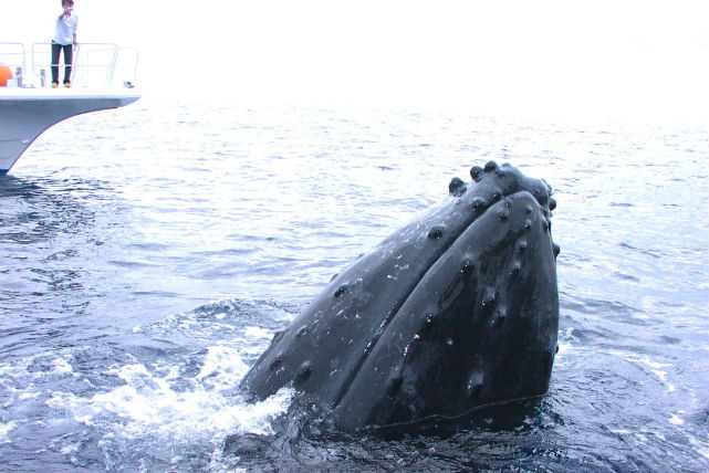 【沖縄・慶良間諸島】真っ青な海を気軽に満喫！慶良間諸島ボートシュノーケリング（子供料金あり）!1月12日～3月31日はホエールウォッチングサービス！ 写真5