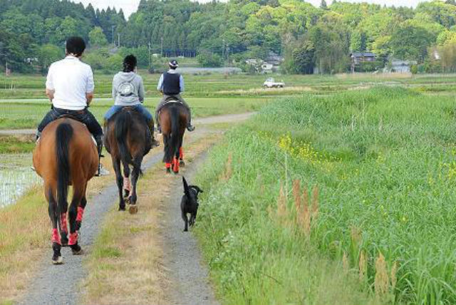 【千葉・乗馬】馬と一緒お散歩ができる！のんびり外乗散歩40分コース 写真3
