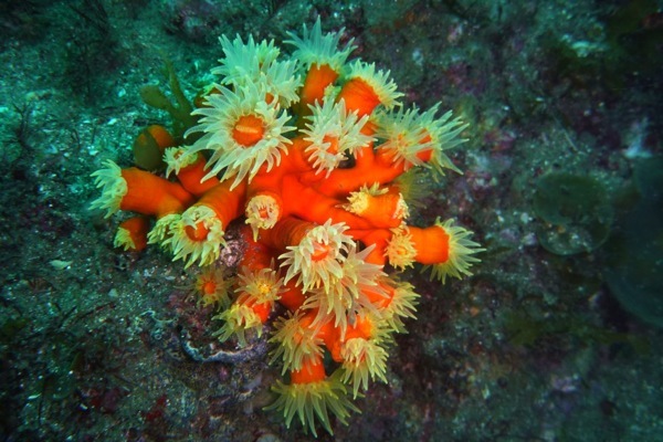 【体験ダイビング】初めての方大歓迎！海の世界をたっぷりご案内します 写真5