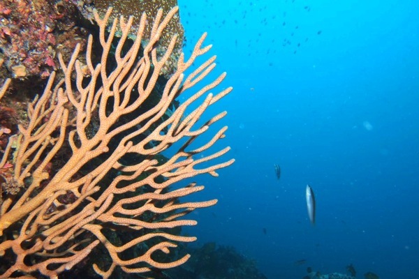 【体験ダイビング】初めての方大歓迎！海の世界をたっぷりご案内します 写真6
