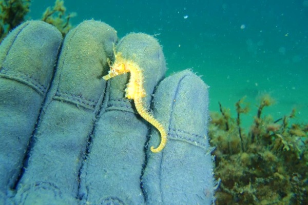 【トライスクーバプラン】ダイビングライセンスに興味のある方はコレ！ 写真6