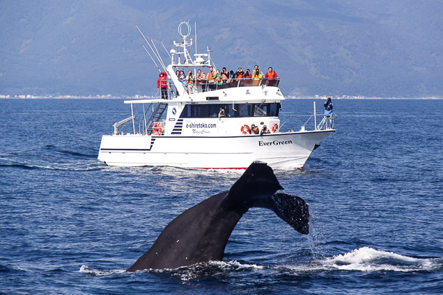 知床・羅臼　クジラ・イルカ・バードウォッチングクルーズ 写真6