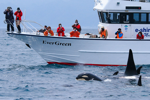 知床・羅臼　クジラ・イルカ・バードウォッチングクルーズ 写真8